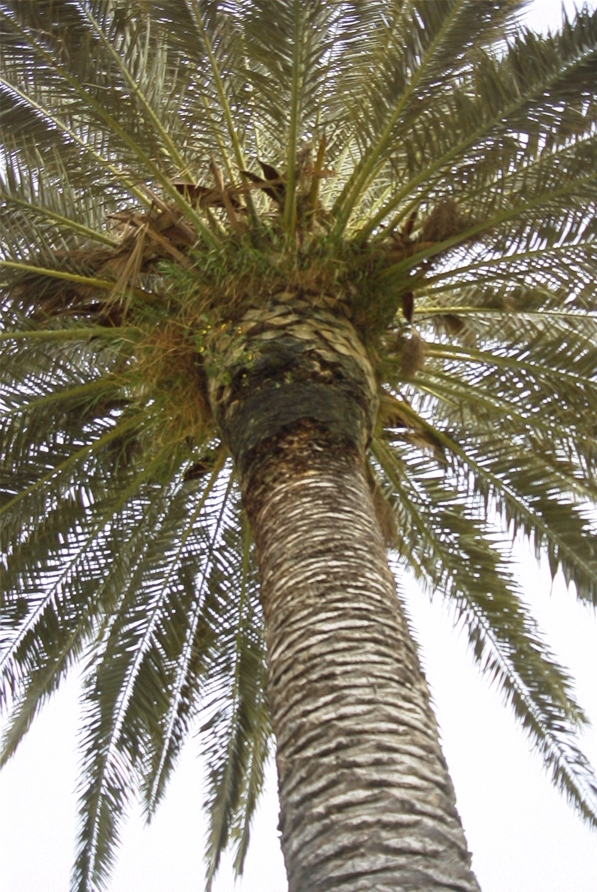 Palm Tree Галерея: Photo Library пальм.
